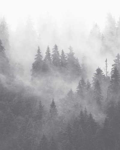 Tapetul Foggy Forest, Grey prezintă o pădure densă acoperită de ceață, în nuanțe de gri, creând o atmosferă relaxantă și elegantă.