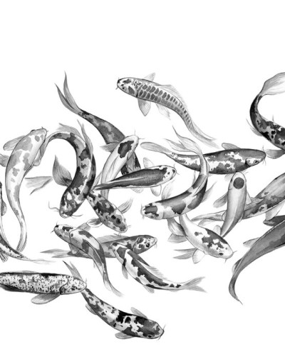 Koi Fishes, Photowall