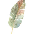 Boho Tropical Leaf on White, Photowall