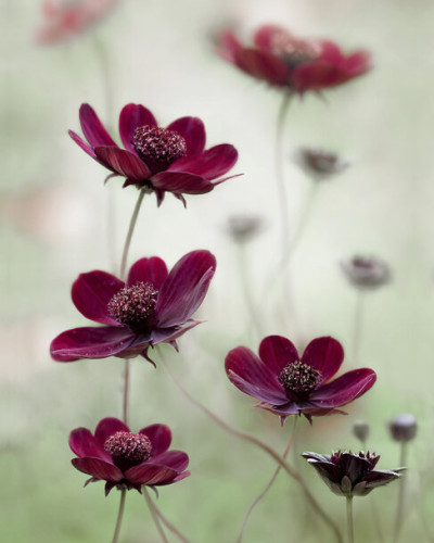 Cosmos Sway wallpaper,  floral, red flowers, green background