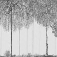 Trees Cascade, Graphite, Photowall