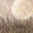 Moonlight Weeds II, Photowall