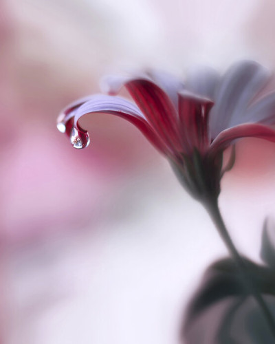 Tapet foto cu flori roz si violet, cu picaturi de roua