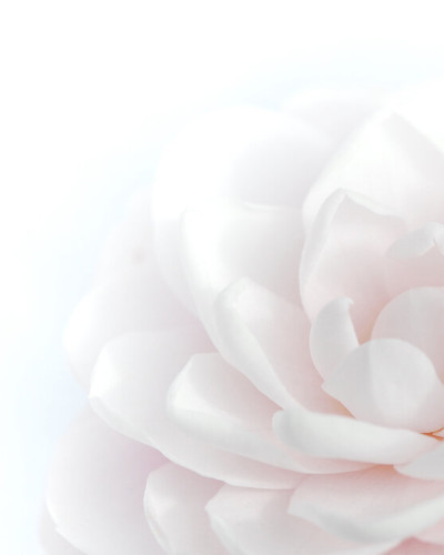 Tapet cu o floare roz pastelata, ideal pentru decorarea livingului sau dormitorului.