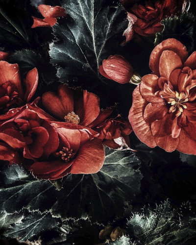 Tapet floral întunecat, cu flori roșii vibrante pe un fundal negru, decorat cu un model boem, perfect pentru un dormitor sau o sală de mese.