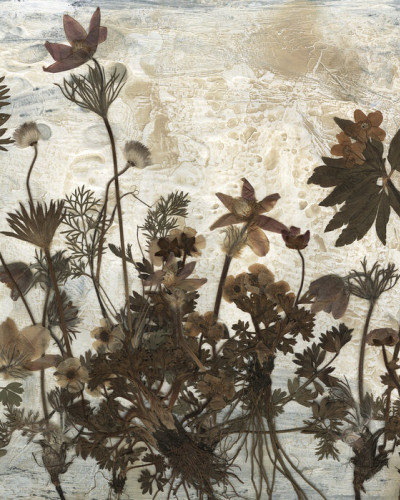 Tapet floral cu flori uscate, Primavera.