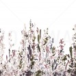 Painted Forest, Crown, Photowall