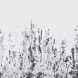 Painted Forest, Ice, Photowall