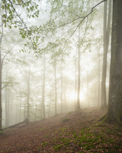 Tapet cu design forestier Swedish Beech Forest II, care prezintă o pădure de fag cu raze de soare care străbat prin copaci și ceață.