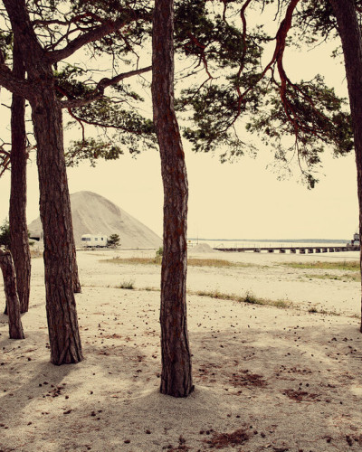 Tapet cu imagine a unei caravane și pini în Gotland, Suedia