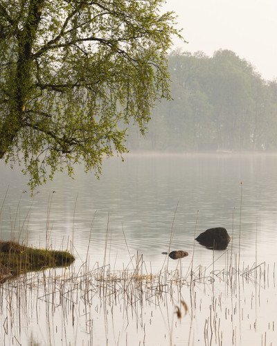 Tapet cu un peisaj al unui lac din Suedia, cu un copac cu frunze verzi reflectat in apa lacului, învăluit în ceață.