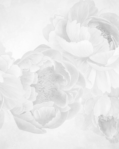 Peony - BW, Photowall