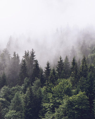 Tapet cu design natural - Misty mountain slope