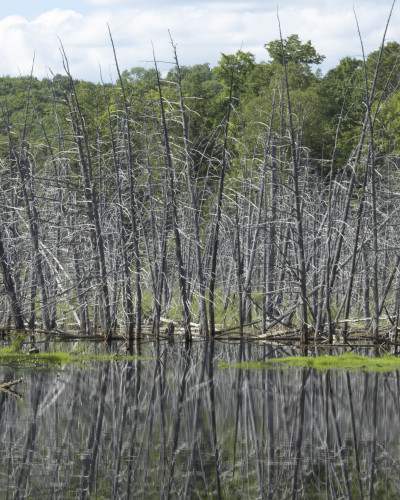 Fototapet personalizat cu peisaj de lac, copaci goi reflectați în apă și pădure verde, într-un dormitor modern cu pat și noptiere din lemn.