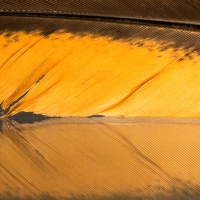 Colorful rooster feather - custom, SimplyWalls
