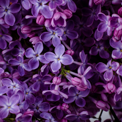 Lilac Petal Whisper - personalized, SimplyWalls