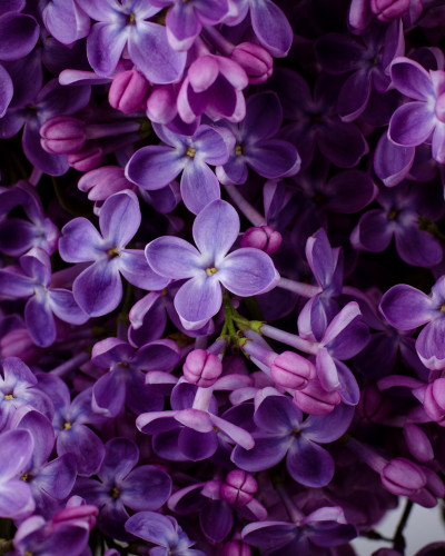 Fototapet cu flori de liliac mov intens pe peretele unui dormitor modern. Patul alb și mobilierul din lemn completează decorul relaxant.