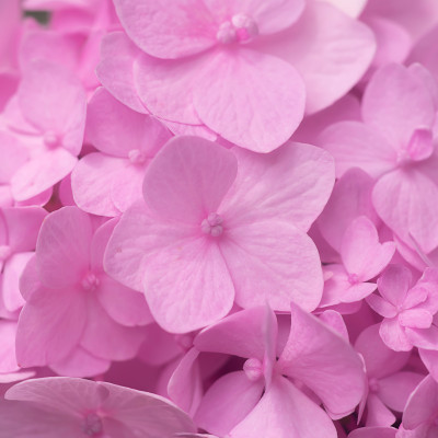 Pink Petal Whisper - customised, SimplyWalls