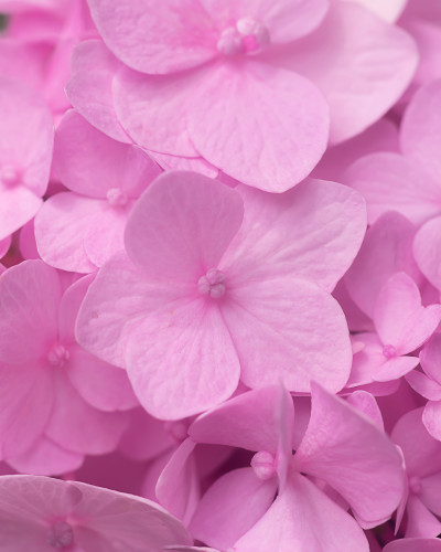 Fototapet Pink Petal Whisper personalizat cu petale mari de hortensie roz pe peretele unui dormitor modern. Pat dublu gri cu așternuturi albe și pătura roz, noptieră din lemn și plantă verde.