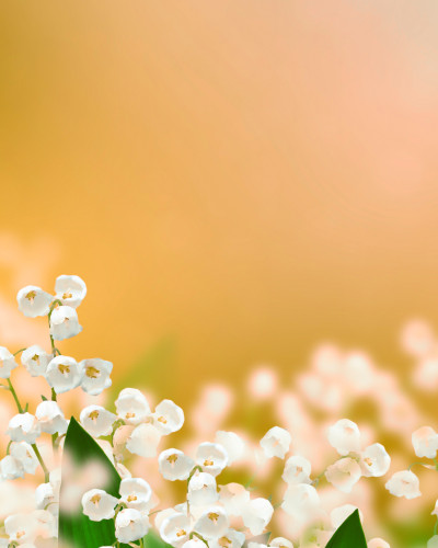 Fototapet Maybell Blossom Vista, personalizat, cu un decor de crini de vale albi pe un fundal estompat galben-verde, montat într-un dormitor modern și luminos.