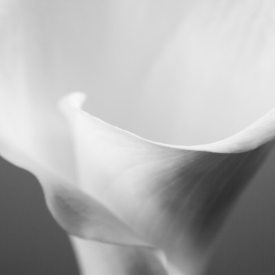 Silver Calla Grain - personalised, SimplyWalls