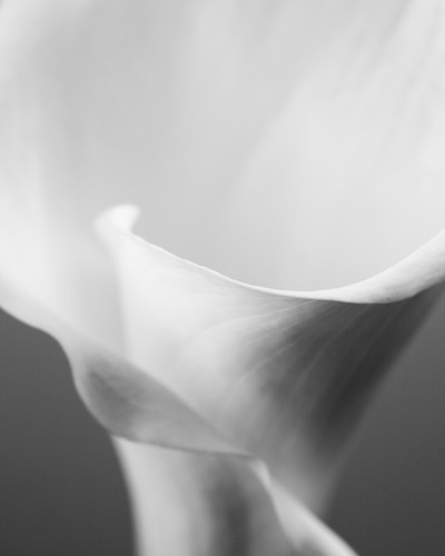 Fototapet personalizat Silver Calla Grain într-un dormitor modern cu pat, noptiere și perdele albe, prezentând o floare de cală albă pe un fundal gri închis.