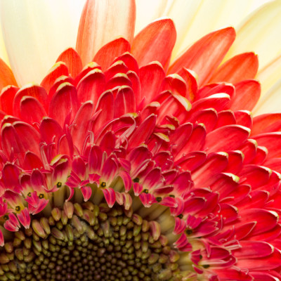 Gerbera Macro Bloom - personalised, SimplyWalls