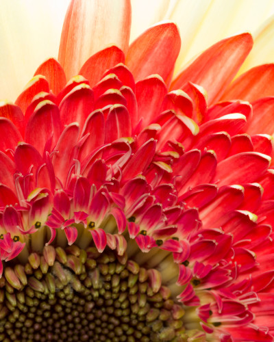 Fototapet personalizat cu o gerbera macro roșie și galbenă, instalat pe peretele principal al unui dormitor modern cu pat alb și noptiere din lemn.