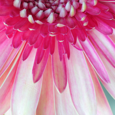 Gerbera Heart Bloom - customised, SimplyWalls