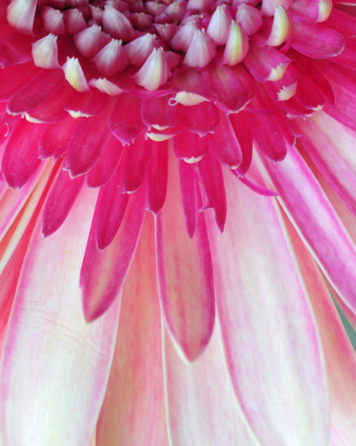 Fototapet personalizat cu o floare gerbera roz vibrantă, macro, pe peretele din spatele unui pat dublu într-un dormitor modern, creând un punct focal spectaculos.