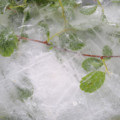 Frozen Petal Preserve - customised, SimplyWalls