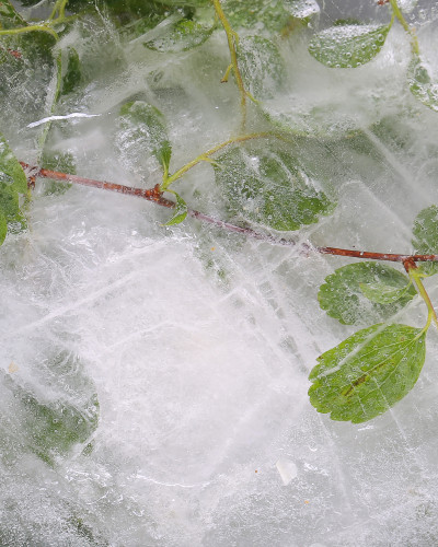 Fototapet Frozen Petal Preserve, personalizat, cu frunze verzi înghețate pe un perete accent în dormitor modern, cu pat gri și noptiere din lemn.