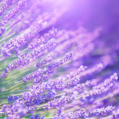 Provence Lavender Dream - custom, SimplyWalls