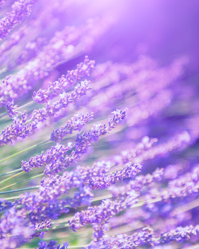 Fototapet personalizat Provence Lavender Dream cu câmpuri luxuriante de lavandă violet pe peretele principal al unui dormitor modern. Patul este gri, cu lenjerie albă și pătură bej împletită. Există o noptieră din lemn cu lampă albă și o plantă mică, și o