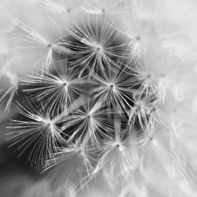 Whisper Bloom Macro Dreams - customised, SimplyWalls