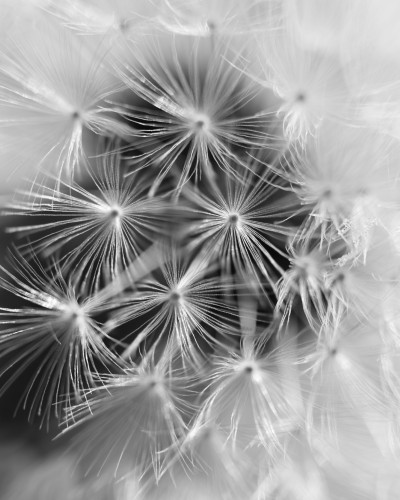 Fototapet personalizat Whisper Bloom Macro Dreams cu păpădie macro alb-negru, aplicat pe peretele din spatele patului într-un dormitor modern cu lenjerie gri și mobilier alb.