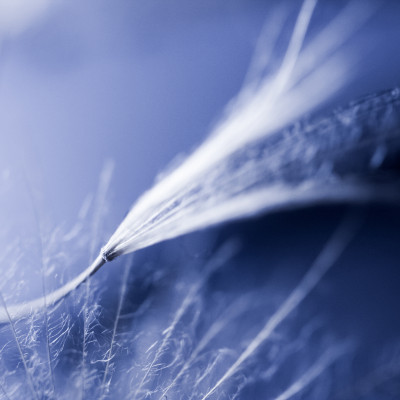 Dewdrop Wishes - personalised, SimplyWalls