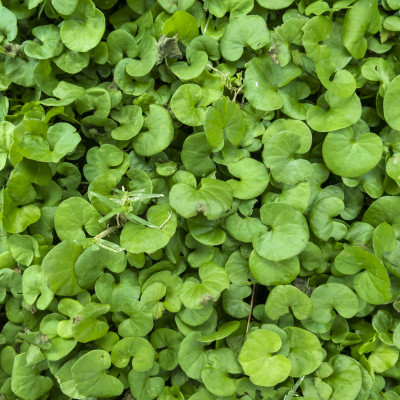 Shaded Herb Weave - personalised, SimplyWalls