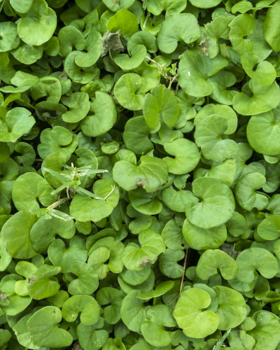 Recepție modernă cu fototapet Shaded Herb Weave personalizat pe perete, prezentând frunze verzi luxuriante. Spațiu de așteptare luminos cu mobilier alb, canapele gri și parchet, având o atmosferă proaspătă și naturală.
