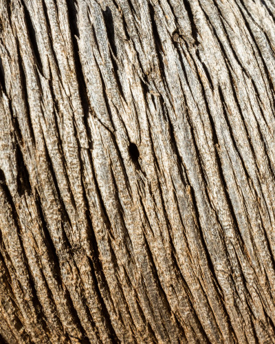 Interior cafenea modernă cu fototapet personalizat Timeworn Timber Grain, prezentând o textură detaliată de scoarță de copac pe peretele principal. Spațiul are mese rotunde din lemn și scaune confortabile de culoare portocalie, plante verzi suspendate și 