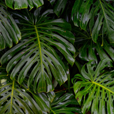 Monstera Split Serenity - customised, SimplyWalls