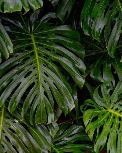 Fototapet personalizat Monstera Split Serenity într-o bucătărie modernă cu insulă albă, mobilier din lemn deschis și scaune de bar. Peretele din spate este acoperit cu un fototapet vibrant cu frunze mari de Monstera, creând o atmosferă tropicală și proasp