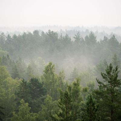 Forest Horizon Mist - personalized, SimplyWalls