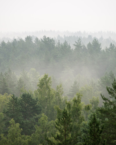 Dormitor modern cu fototapet personalizat ilustrând o pădure învăluită în ceață, pat dublu, noptiere din lemn și decor minimalist. Culori predominante verde și gri deschis.