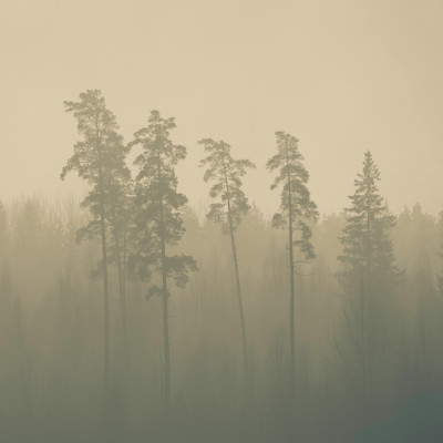 Mukri Golden Mist Pines - custom, SimplyWalls