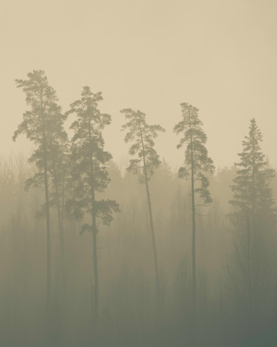Fototapet personalizat cu pini în ceață aurie pe un perete de dormitor, creând o atmosferă calmă și naturală.