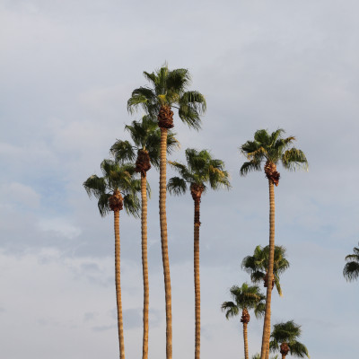 Skyward Palm Reach