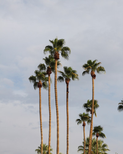 Skyward Palm Reach