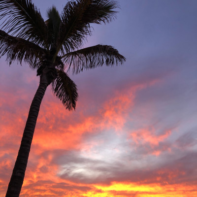 Canary Sunset Palms