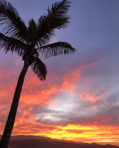 Canary Sunset Palms